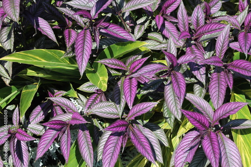 purple and green leaves
