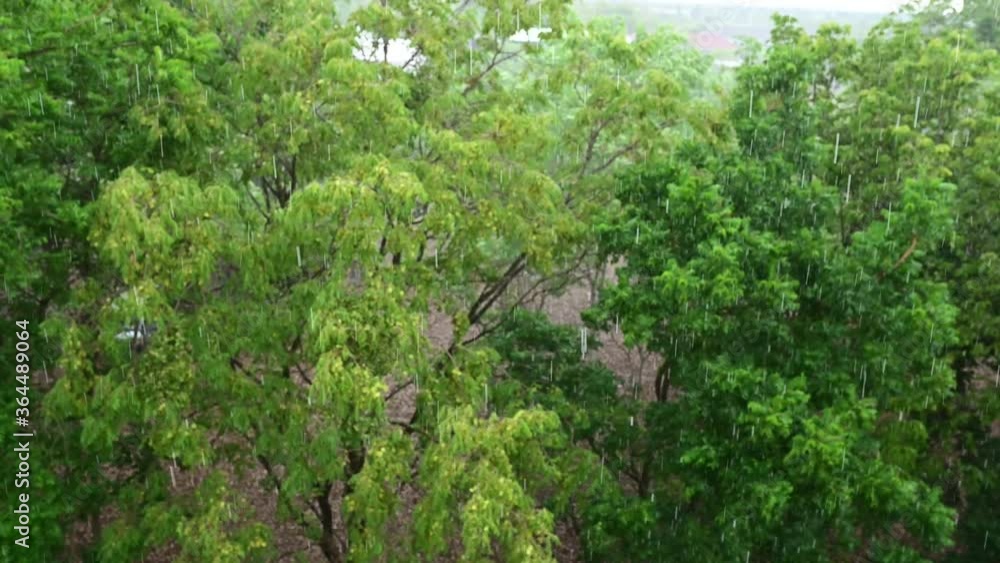 It is raining in the forest. It is raining in the forest.
