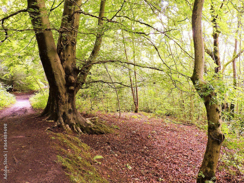 Naklejka premium path in the forest