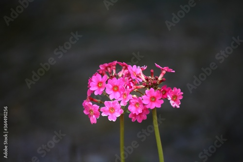 花 ピンク 花 庭 自然 紫 植える とぶ 緑 全盛期 咲く サマータイム 植物 スミレ 美しさ マクロ 色 美しい すごい フローラル 明るい アップ ハーブ 赤 Stock 写真 Adobe Stock 花 ピンク 花 庭 自然 紫 植える とぶ 緑 全盛期 咲く サマータイム 植物 スミレ 美しさ マクロ 色 美しい すごい フローラル 明るい アップ ハーブ 赤 Stock 写真 Adobe Stock