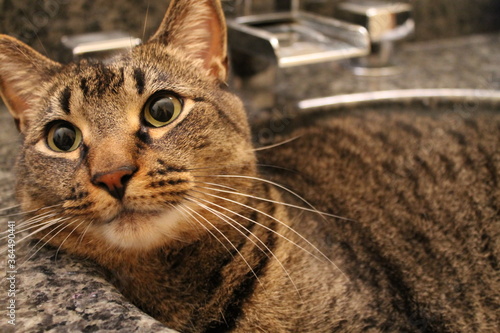 Cat in the Sink