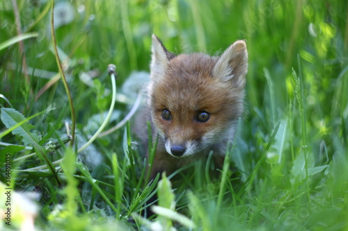 ittle red fox in the grass