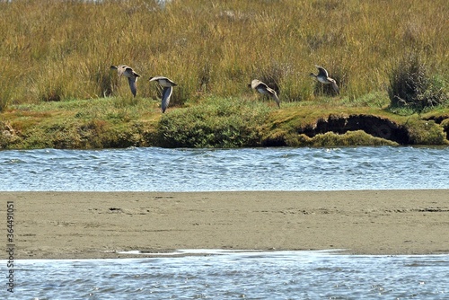 Red-legged cormorant birds flying over the sea photo