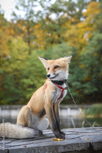 beautiful red domestic fox in nature