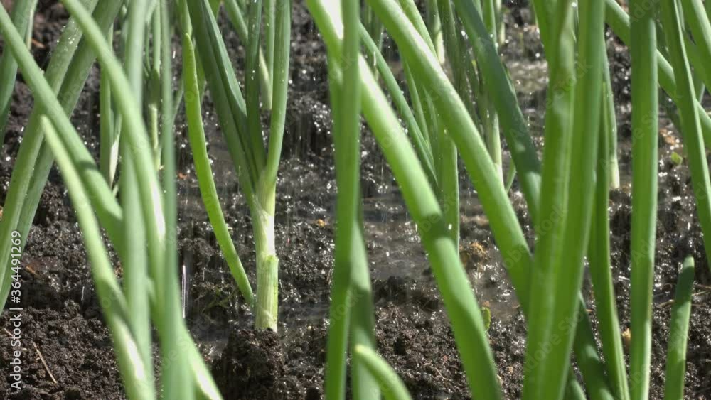 Watering green onions. Close-up. Focus in / Focus out. Watering green onions. Close-up. Focus in / Focus out.