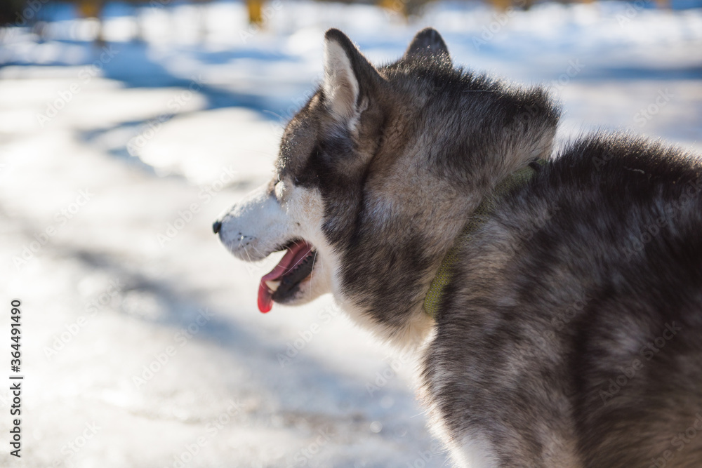Naklejka premium Alaskan Malamute dog looks into the distance