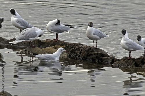 Franklin's gulls standing on the rocks photo