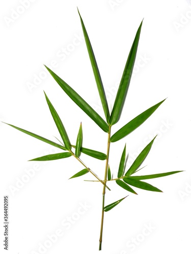 Bamboo leaves isolated on white background © evri15