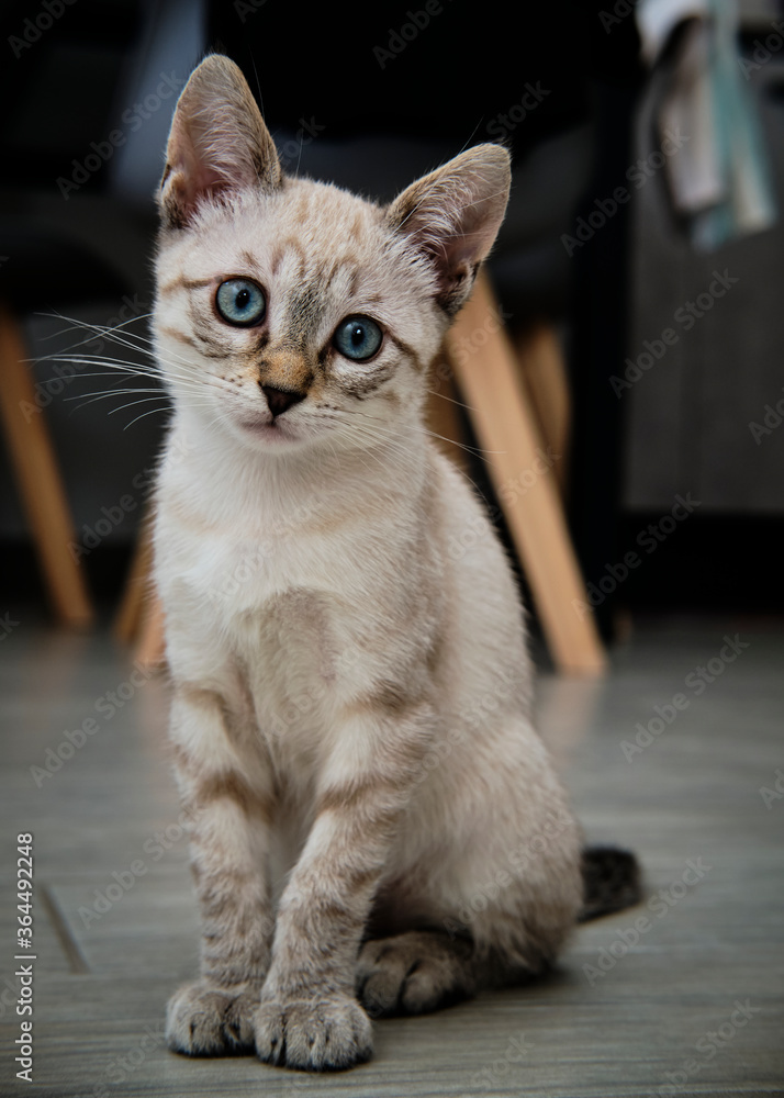 Foto scattata ad un cucciolo di gatto siamese. Foto scattata ad un cucciolo di gatto siamese.