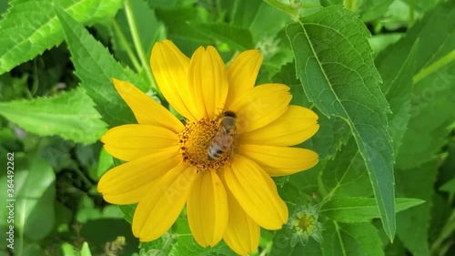 A bee on a yellow flower. Video