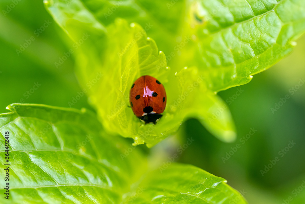 Fototapeta premium Biedronka