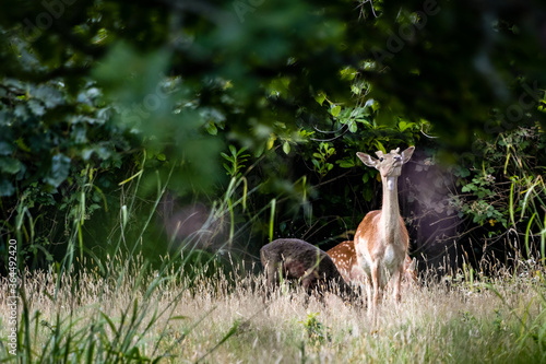 Fototapeta Naklejka Na Ścianę i Meble -  Alert Fallow Deer (Dama dama) in woodland in East Grinstead