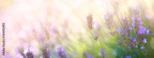 Summer floral landscape; beautiful summer lavender flower against evening sunny sky; nature landscape background.