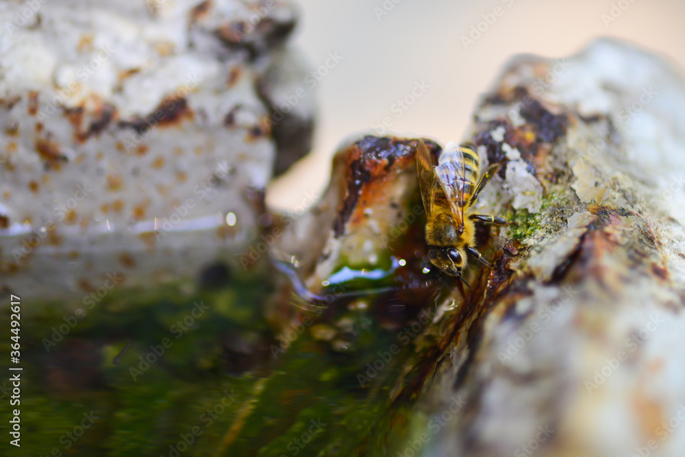 Bee drinking water in a puddle. Summer day Bee drinking water in a puddle. Summer day