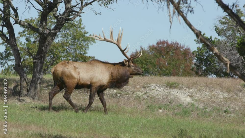 A large elk walks through a field and looks at the camera in slow motion. A large elk walks through a field and looks at the camera in slow motion.
