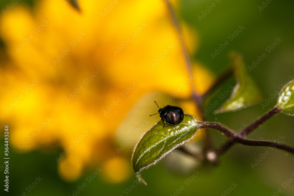 Fototapeta premium Chrząszcz na liściu powojnika