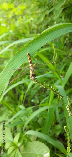caterpillar on a leaf