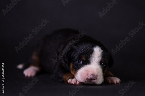 Portrait of a cute little puppy in the studio on a grey background.
