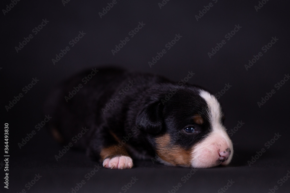Portrait of a cute little puppy in the studio on a grey background.