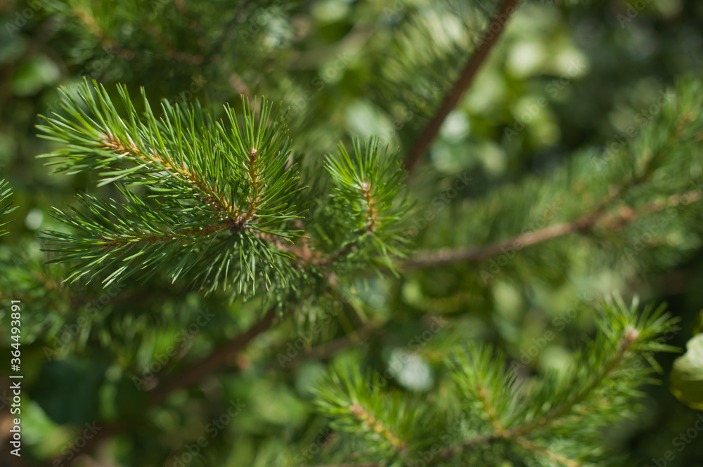 Pine branches close up. Pine needles, buds, branches. Pine branches close up. Pine needles, buds, branches.