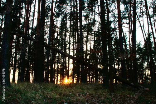 Fototapeta Naklejka Na Ścianę i Meble -  sunset in the wood