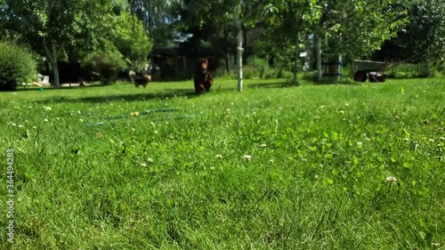 Dog breed Dachshund is running. Video