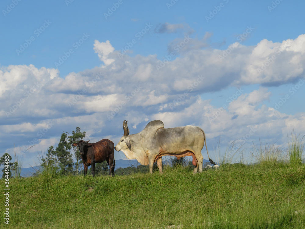 ox guzera in the pasture ox guzera in the pasture