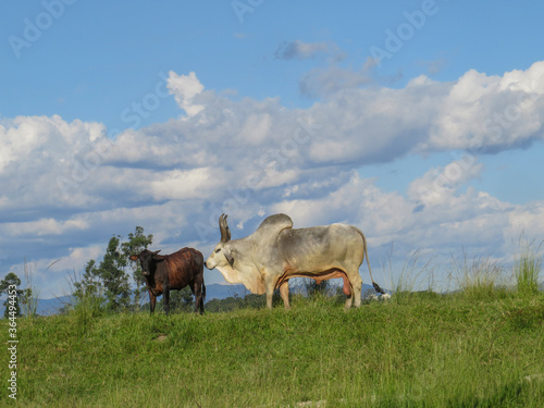 ox guzera in the pasture