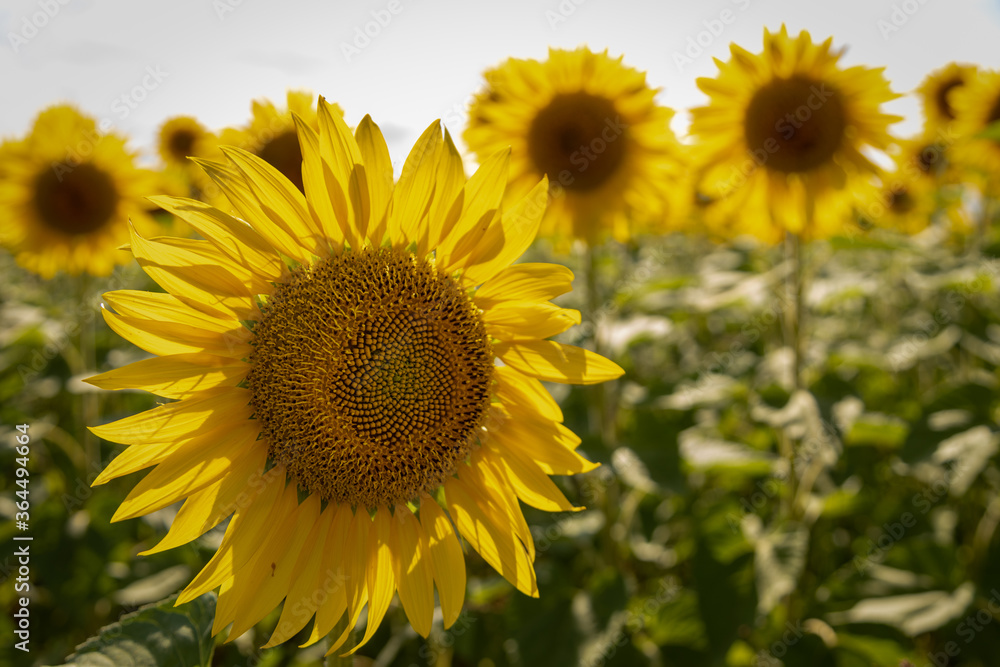 girasole, controluce, in primo piano in un campo girasole, controluce, in primo piano in un campo