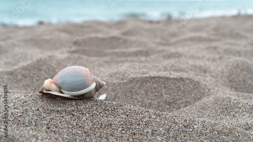 shell on the beach