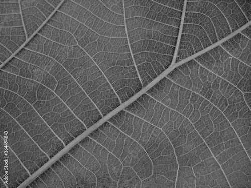 dry black and white leaf texture © paisan191