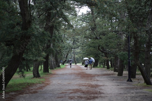 公園, 森, 木, ウォーキング, パス, 道, 木, 歩行, カップル, 緑, 自然, 人々, ファミリー, 女性, とぶ, 風景, 徒歩旅行, 木, アウトドア, いなか, 雨