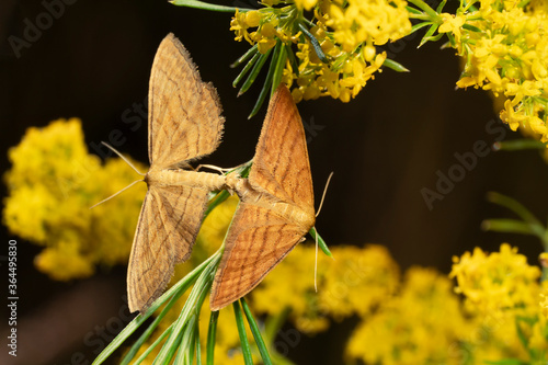 Obraz na plátne Bright Wave moth ( Idaea ochrata ) in the family Geometridae