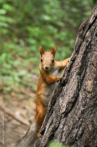 red squirrel on a tree © Aline