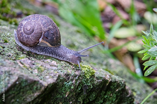 Gefleckte Weinbergschnecke ( Cornu aspersum ).