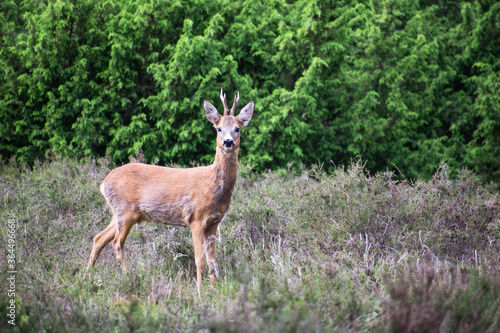 wild young deer in the woods  heather field at the forest edge. Nature wildlife in the netherlands. Rural scene with animals.