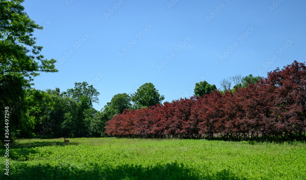 Red Maples in a Row Red Maples in a Row