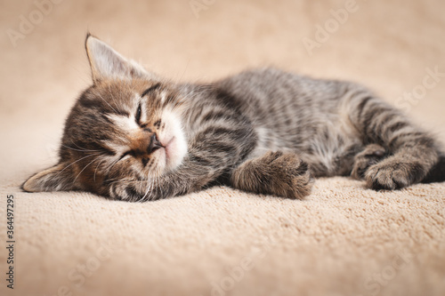 Cute kitten tabby color slumbering on beige carpet