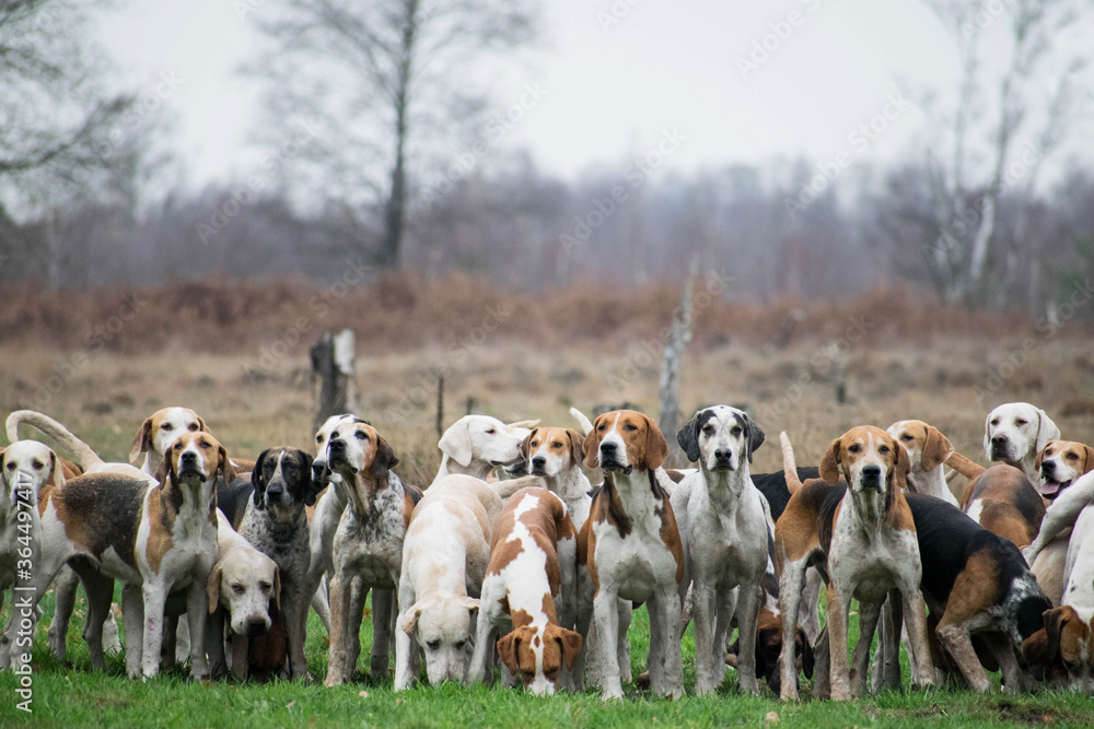 Group off drag hunting dogs waiting during the meet of a fox hunting event. Two dogs looking towards the camera. Autumn outdoor portrait fox hounds. Traditional activity netherlands. Group off drag hunting dogs waiting during the meet of a fox hunting event. Two dogs looking towards the camera. Autumn outdoor portrait fox hounds. Traditional activity netherlands.