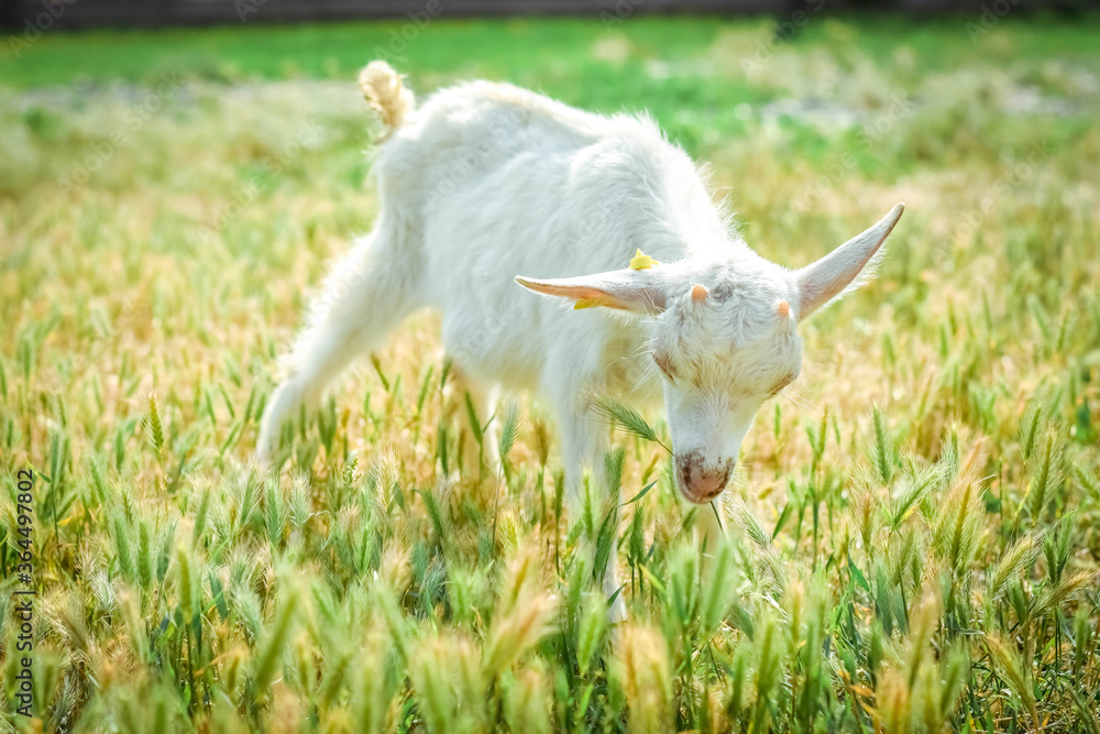 A little kid on a goats farm grazes on the grass
A little kid on a goats farm grazes on the grass