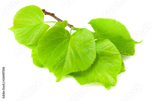 Linden leaves isolated on a white background