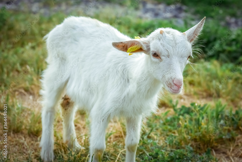 A little kid on a goats farm grazes on the grass
A little kid on a goats farm grazes on the grass