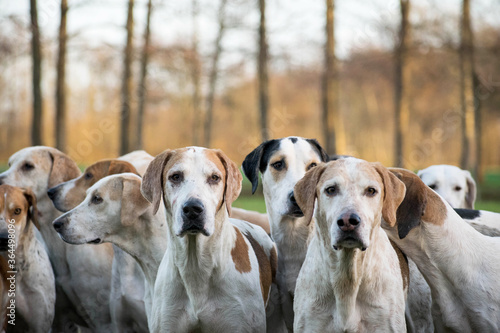 Fotografía Group off drag hunting dogs waiting during the meet of a drag hunt event
