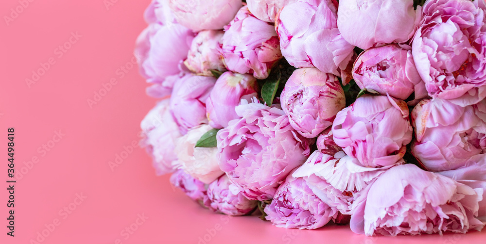 Fototapeta Beautiful pink peonies on the pink background. Spring flowers concept.