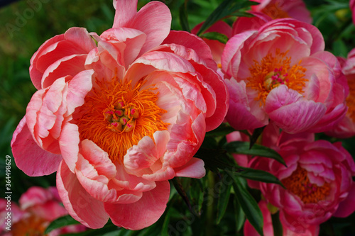 Fototapeta Naklejka Na Ścianę i Meble -  Coral herbaceous peony flowers