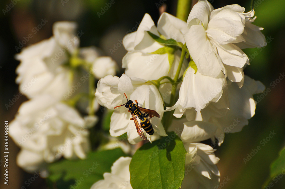 Fototapeta premium Bee drinks nectar from a beautiful white flower on a Sunny summer day
