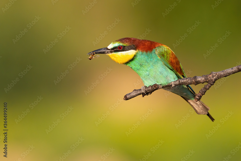Colorful european bee-eater, merops apiaster, eating insect on branch in summer. Small bird sitting on tree from side. Feathered animal feeding on twig with blurred background. Colorful european bee-eater, merops apiaster, eating insect on branch in summer. Small bird sitting on tree from side. Feathered animal feeding on twig with blurred background.