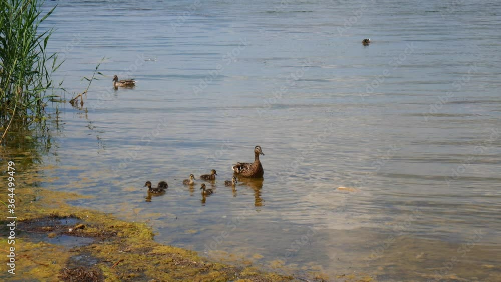 wild duck with ducklings swims near the shore and reeds surrounded by ducks wild duck with ducklings swims near the shore and reeds surrounded by ducks