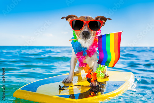 gay pride surfer dog  at the ocean © Javier brosch