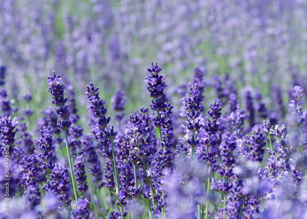 Lavender bushes close up Lavender bushes close up Lavender bushes close up Lavender bushes close up